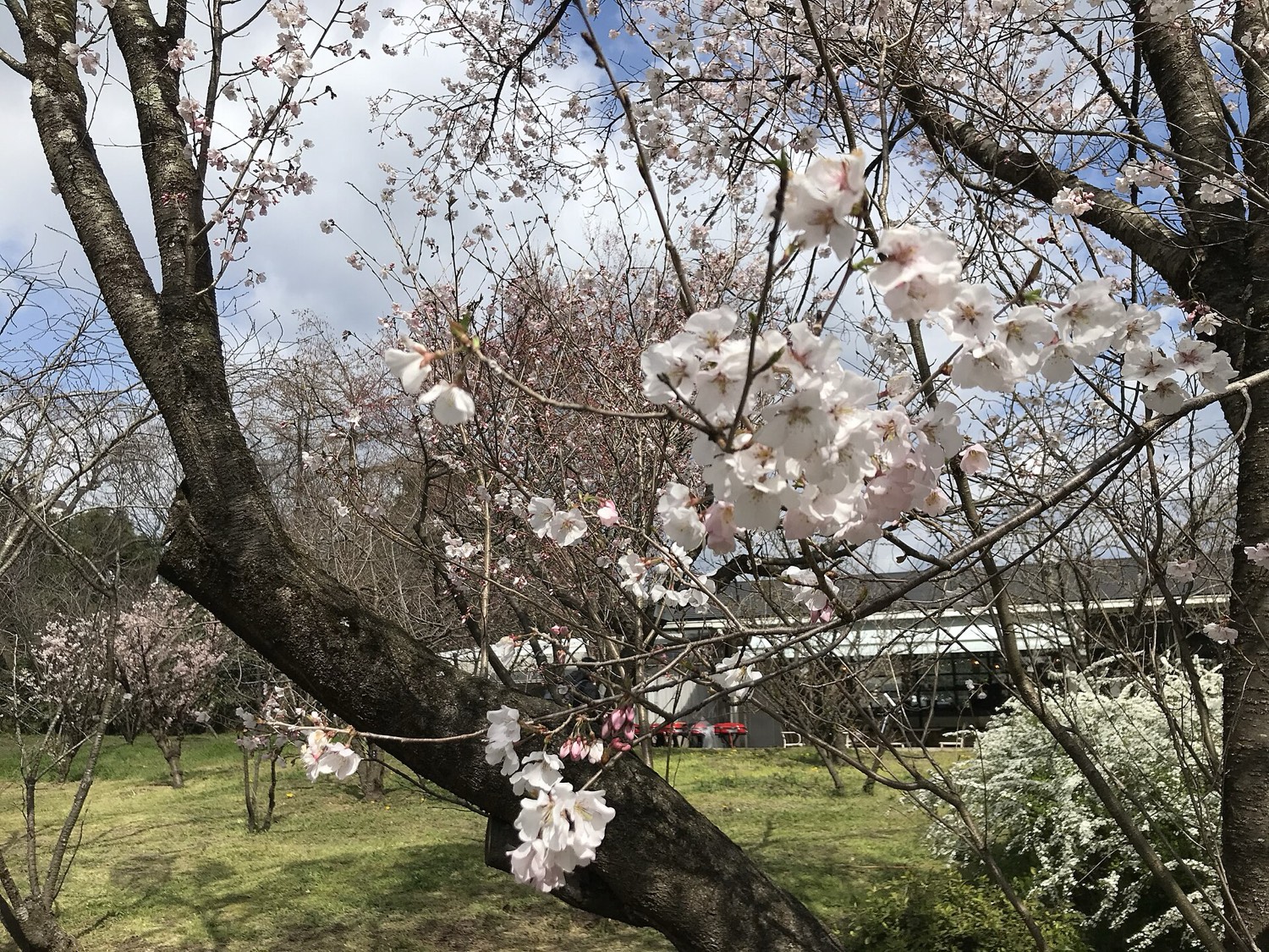 園内の花